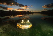 Giant bullfrog Africa,Amphibians,frogs,close-up,close up,close,habitat,Animalia,Chordata,Amphibia,Anura,Pyxicephalidae,African bullfrog,bullfrog,bullfrogs,Amphibians fish