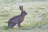 Brown Hare, Lepus europaeus, crouching low with late evening sun European hare,European brown hare,brown hare,Brown-Hare,Lepus europaeus,hare,hares,mammal,mammals,herbivorous,herbivore,lagomorpha,lagomorph,lagomorphs,leporidae,lepus,declining,threatened,precocial,r