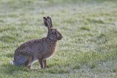 Brown Hare, Lepus europaeus, crouching low with late evening sun European hare,European brown hare,brown hare,Brown-Hare,Lepus europaeus,hare,hares,mammal,mammals,herbivorous,herbivore,lagomorpha,lagomorph,lagomorphs,leporidae,lepus,declining,threatened,precocial,r