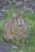 Brown Hare, Lepus europaeus, crouching low with late evening sun European hare,European brown hare,brown hare,Brown-Hare,Lepus europaeus,hare,hares,mammal,mammals,herbivorous,herbivore,lagomorpha,lagomorph,lagomorphs,leporidae,lepus,declining,threatened,precocial,r