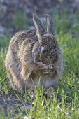 Brown Hare, Lepus europaeus, crouching low with late evening sun European hare,European brown hare,brown hare,Brown-Hare,Lepus europaeus,hare,hares,mammal,mammals,herbivorous,herbivore,lagomorpha,lagomorph,lagomorphs,leporidae,lepus,declining,threatened,precocial,r