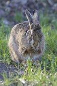 Brown Hare, Lepus europaeus, crouching low with late evening sun European hare,European brown hare,brown hare,Brown-Hare,Lepus europaeus,hare,hares,mammal,mammals,herbivorous,herbivore,lagomorpha,lagomorph,lagomorphs,leporidae,lepus,declining,threatened,precocial,r