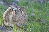 Brown Hare, Lepus europaeus, crouching low with late evening sun European hare,European brown hare,brown hare,Brown-Hare,Lepus europaeus,hare,hares,mammal,mammals,herbivorous,herbivore,lagomorpha,lagomorph,lagomorphs,leporidae,lepus,declining,threatened,precocial,r