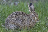 Brown Hare, Lepus europaeus, in lush green grass European hare,European brown hare,brown hare,Brown-Hare,Lepus europaeus,hare,hares,mammal,mammals,herbivorous,herbivore,lagomorpha,lagomorph,lagomorphs,leporidae,lepus,declining,threatened,precocial,r