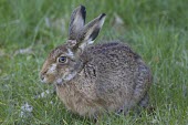 Brown Hare, Lepus europaeus, in lush green grass European hare,European brown hare,brown hare,Brown-Hare,Lepus europaeus,hare,hares,mammal,mammals,herbivorous,herbivore,lagomorpha,lagomorph,lagomorphs,leporidae,lepus,declining,threatened,precocial,r