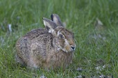 Brown Hare, Lepus europaeus, in lush green grass European hare,European brown hare,brown hare,Brown-Hare,Lepus europaeus,hare,hares,mammal,mammals,herbivorous,herbivore,lagomorpha,lagomorph,lagomorphs,leporidae,lepus,declining,threatened,precocial,r