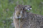 Brown Hare, Lepus europaeus, in lush green grass European hare,European brown hare,brown hare,Brown-Hare,Lepus europaeus,hare,hares,mammal,mammals,herbivorous,herbivore,lagomorpha,lagomorph,lagomorphs,leporidae,lepus,declining,threatened,precocial,r