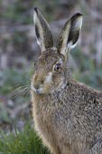 Brown Hare, Lepus europaeus, in lush green grass European hare,European brown hare,brown hare,Brown-Hare,Lepus europaeus,hare,hares,mammal,mammals,herbivorous,herbivore,lagomorpha,lagomorph,lagomorphs,leporidae,lepus,declining,threatened,precocial,r