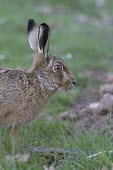 Brown Hare, Lepus europaeus, in lush green grass European hare,European brown hare,brown hare,Brown-Hare,Lepus europaeus,hare,hares,mammal,mammals,herbivorous,herbivore,lagomorpha,lagomorph,lagomorphs,leporidae,lepus,declining,threatened,precocial,r