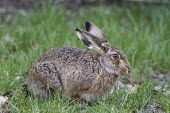 Brown Hare - Lepus europaeus European hare,European brown hare,brown hare,Brown-Hare,Lepus europaeus,hare,hares,mammal,mammals,herbivorous,herbivore,lagomorpha,lagomorph,lagomorphs,leporidae,lepus,declining,threatened,precocial,r