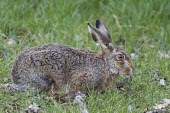 Brown Hare - Lepus europaeus European hare,European brown hare,brown hare,Brown-Hare,Lepus europaeus,hare,hares,mammal,mammals,herbivorous,herbivore,lagomorpha,lagomorph,lagomorphs,leporidae,lepus,declining,threatened,precocial,r