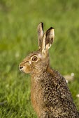 European hare, Lepus europaeus European hare,European brown hare,brown hare,Brown-Hare,Lepus europaeus,hare,hares,mammal,mammals,herbivorous,herbivore,lagomorpha,lagomorph,lagomorphs,leporidae,lepus,declining,threatened,precocial,r