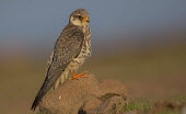 Amur falcon Birds of prey,bird of prey,bird,birds,Aves,falcons,perching,perched,Birds,Chordates,Chordata,Falcons, Caracaras,Falconidae,Falconiformes,Hawks Eagles Falcons Kestrel,Animalia,Wetlands,Least Concern,Af