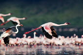 Lesser flamingos at Lake Bogoria flamingo,flamingos,animal,animals,bird,birds,Kenya,wildlife,lesser flamingo,Lake Bogoria National Park,Africa,Eastern Africa,Rift Valley Province,Rift Valley,natural world,flock,group of animals,feedi