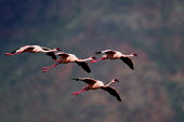 Lesser flamingos at Lake Bogoria flamingo,flamingos,animal,animals,bird,birds,Kenya,wildlife,lesser flamingo,Lake Bogoria National Park,Africa,Eastern Africa,Rift Valley Province,Rift Valley,natural world,flock,group of animals,feedi