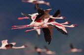 Lesser flamingos at Lake Bogoria flamingo,flamingos,animal,animals,bird,birds,Kenya,wildlife,lesser flamingo,Lake Bogoria National Park,Africa,Eastern Africa,Rift Valley Province,Rift Valley,natural world,flock,group of animals,feedi