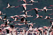 Lesser flamingos at Lake Bogoria flamingo,flamingos,animal,animals,bird,birds,Kenya,wildlife,lesser flamingo,Lake Bogoria National Park,Africa,Eastern Africa,Rift Valley Province,Rift Valley,natural world,flock,group of animals,feedi