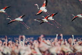 Lesser flamingos at Lake Bogoria flamingo,flamingos,animal,animals,bird,birds,Kenya,wildlife,lesser flamingo,Lake Bogoria National Park,Africa,Eastern Africa,Rift Valley Province,Rift Valley,natural world,flock,group of animals,feedi