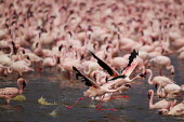 Lesser flamingos at Lake Bogoria flamingo,flamingos,animal,animals,bird,birds,Kenya,wildlife,lesser flamingo,Lake Bogoria National Park,Africa,Eastern Africa,Rift Valley Province,Rift Valley,natural world,flock,group of animals,feedi