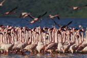 Lesser flamingos at Lake Bogoria flamingo,flamingos,animal,animals,bird,birds,Kenya,wildlife,lesser flamingo,Lake Bogoria National Park,Africa,Eastern Africa,Rift Valley Province,Rift Valley,natural world,flock,group of animals,feedi