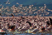 Lesser flamingos at Lake Bogoria flamingo,flamingos,animal,animals,bird,birds,Kenya,wildlife,lesser flamingo,Lake Bogoria National Park,Africa,Eastern Africa,Rift Valley Province,Rift Valley,natural world,flock,group of animals,feedi