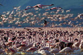 Lesser flamingos at Lake Bogoria flamingo,flamingos,animal,animals,bird,birds,Kenya,wildlife,lesser flamingo,Lake Bogoria National Park,Africa,Eastern Africa,Rift Valley Province,Rift Valley,natural world,flock,group of animals,feedi