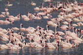 Lesser flamingos at Lake Bogoria flamingo,flamingos,animal,animals,bird,birds,Kenya,wildlife,lesser flamingo,Lake Bogoria National Park,Africa,Eastern Africa,Rift Valley Province,Rift Valley,natural world,flock,group of animals,feedi