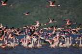 Lesser flamingos at Lake Bogoria flamingo,flamingos,animal,animals,bird,birds,Kenya,wildlife,lesser flamingo,Lake Bogoria National Park,Africa,Eastern Africa,Rift Valley Province,Rift Valley,natural world,flock,group of animals,feedi