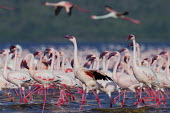 Lesser flamingos at Lake Bogoria flamingo,flamingos,animal,animals,bird,birds,Kenya,wildlife,lesser flamingo,Lake Bogoria National Park,Africa,Eastern Africa,Rift Valley Province,Rift Valley,natural world,flock,group of animals,feedi