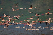 Lesser flamingos at Lake Bogoria flamingo,flamingos,animal,animals,bird,birds,Kenya,wildlife,lesser flamingo,Lake Bogoria National Park,Africa,Eastern Africa,Rift Valley Province,Rift Valley,natural world,flock,group of animals,feedi