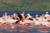 Lesser flamingos at Lake Bogoria flamingo,flamingos,animal,animals,bird,birds,Kenya,wildlife,lesser flamingo,Lake Bogoria National Park,Africa,Eastern Africa,Rift Valley Province,Rift Valley,natural world,flock,group of animals,feedi