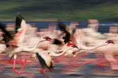 Lesser flamingos at Lake Bogoria flamingo,flamingos,animal,animals,bird,birds,Kenya,wildlife,lesser flamingo,Lake Bogoria National Park,Africa,Eastern Africa,Rift Valley Province,Rift Valley,natural world,flock,group of animals,feedi