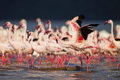 Lesser flamingos at Lake Bogoria flamingo,flamingos,animal,animals,bird,birds,Kenya,wildlife,lesser flamingo,Lake Bogoria National Park,Africa,Eastern Africa,Rift Valley Province,Rift Valley,natural world,flock,group of animals,feedi