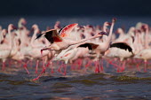 Lesser flamingos at Lake Bogoria flamingo,flamingos,animal,animals,bird,birds,Kenya,wildlife,lesser flamingo,Lake Bogoria National Park,Africa,Eastern Africa,Rift Valley Province,Rift Valley,natural world,flock,group of animals,feedi