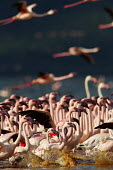 Lesser flamingos at Lake Bogoria flamingo,flamingos,animal,animals,bird,birds,Kenya,wildlife,lesser flamingo,Lake Bogoria National Park,Africa,Eastern Africa,Rift Valley Province,Rift Valley,natural world,flock,group of animals,feedi