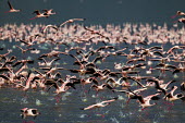 Lesser flamingos at Lake Bogoria flamingo,flamingos,animal,animals,bird,birds,Kenya,wildlife,lesser flamingo,Lake Bogoria National Park,Africa,Eastern Africa,Rift Valley Province,Rift Valley,natural world,flock,group of animals,feedi