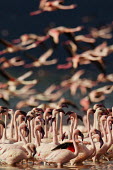 Lesser flamingos at Lake Bogoria flamingo,flamingos,animal,animals,bird,birds,Kenya,wildlife,lesser flamingo,Lake Bogoria National Park,Africa,Eastern Africa,Rift Valley Province,Rift Valley,natural world,flock,group of animals,feedi