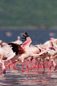 Lesser flamingos at Lake Bogoria flamingo,flamingos,animal,animals,bird,birds,Kenya,wildlife,lesser flamingo,Lake Bogoria National Park,Africa,Eastern Africa,Rift Valley Province,Rift Valley,natural world,flock,group of animals,feedi