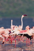 Lesser flamingos at Lake Bogoria flamingo,flamingos,animal,animals,bird,birds,Kenya,wildlife,lesser flamingo,Lake Bogoria National Park,Africa,Eastern Africa,Rift Valley Province,Rift Valley,natural world,flock,group of animals,feedi