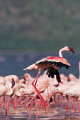 Lesser flamingos at Lake Bogoria flamingo,flamingos,animal,animals,bird,birds,Kenya,wildlife,lesser flamingo,Lake Bogoria National Park,Africa,Eastern Africa,Rift Valley Province,Rift Valley,natural world,flock,group of animals,feedi