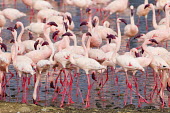 Lesser flamingos at Lake Bogoria flamingo,flamingos,animal,animals,bird,birds,Kenya,wildlife,lesser flamingo,Lake Bogoria National Park,Africa,Eastern Africa,Rift Valley Province,Rift Valley,natural world,flock,group of animals,feedi