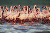 Lesser flamingos at Lake Bogoria flamingo,flamingos,animal,animals,bird,birds,Kenya,wildlife,lesser flamingo,Lake Bogoria National Park,Africa,Eastern Africa,Rift Valley Province,Rift Valley,natural world,flock,group of animals,feedi