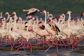 Lesser flamingos at Lake Bogoria flamingo,flamingos,animal,animals,bird,birds,Kenya,wildlife,lesser flamingo,Lake Bogoria National Park,Africa,Eastern Africa,Rift Valley Province,Rift Valley,natural world,flock,group of animals,feedi