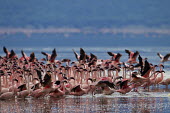 Lesser flamingos at Lake Bogoria flamingo,flamingos,animal,animals,bird,birds,Kenya,wildlife,lesser flamingo,Lake Bogoria National Park,Africa,Eastern Africa,Rift Valley Province,Rift Valley,natural world,flock,group of animals,feedi