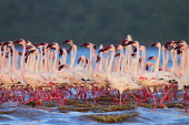 Lesser flamingos at Lake Bogoria flamingo,flamingos,animal,animals,bird,birds,Kenya,wildlife,lesser flamingo,Lake Bogoria National Park,Africa,Eastern Africa,Rift Valley Province,Rift Valley,natural world,flock,group of animals,feedi