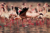 Lesser flamingos at Lake Bogoria flamingo,flamingos,animal,animals,bird,birds,Kenya,wildlife,lesser flamingo,Lake Bogoria National Park,Africa,Eastern Africa,Rift Valley Province,Rift Valley,natural world,flock,group of animals,feedi