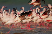 Lesser flamingos at Lake Bogoria flamingo,flamingos,animal,animals,bird,birds,Kenya,wildlife,lesser flamingo,Lake Bogoria National Park,Africa,Eastern Africa,Rift Valley Province,Rift Valley,natural world,flock,group of animals,feedi