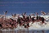 Lesser flamingos at Lake Bogoria flamingo,flamingos,animal,animals,bird,birds,Kenya,wildlife,lesser flamingo,Lake Bogoria National Park,Africa,Eastern Africa,Rift Valley Province,Rift Valley,natural world,flock,group of animals,feedi