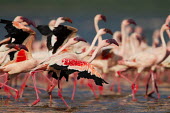 Lesser flamingos at Lake Bogoria flamingo,flamingos,animal,animals,bird,birds,Kenya,wildlife,lesser flamingo,Lake Bogoria National Park,Africa,Eastern Africa,Rift Valley Province,Rift Valley,natural world,flock,group of animals,feedi