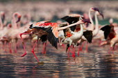 Lesser flamingos at Lake Bogoria flamingo,flamingos,animal,animals,bird,birds,Kenya,wildlife,lesser flamingo,Lake Bogoria National Park,Africa,Eastern Africa,Rift Valley Province,Rift Valley,natural world,flock,group of animals,feedi